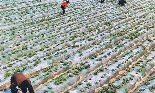 lol菠菜在哪买：菠菜导航(菠菜导航网投联盟)