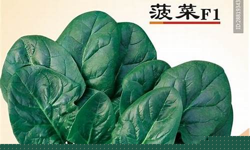 菠菜游戏app：菠菜公司广告(菠菜广告投放)