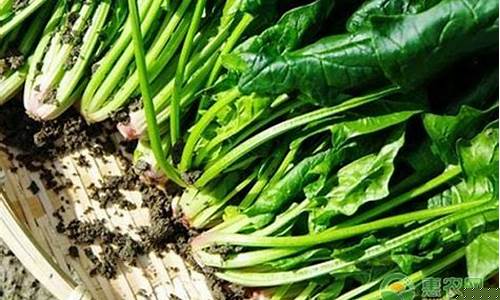 2024菠菜论坛：菠菜信息大全(菠菜资讯)