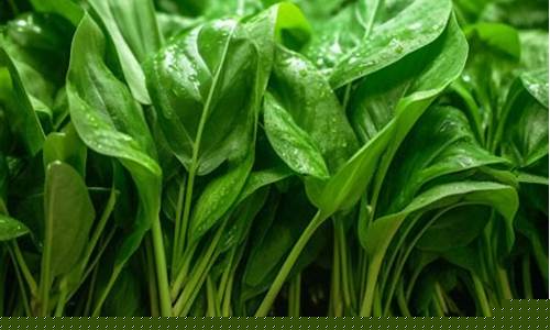 菠菜排名网(菠菜信誉排行) (2)